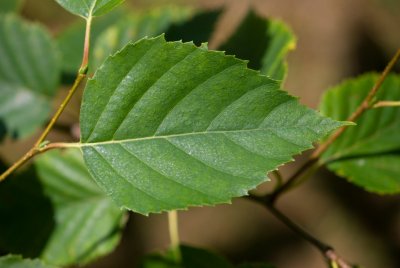 Betula papyrifera - bříza papírová - list léto